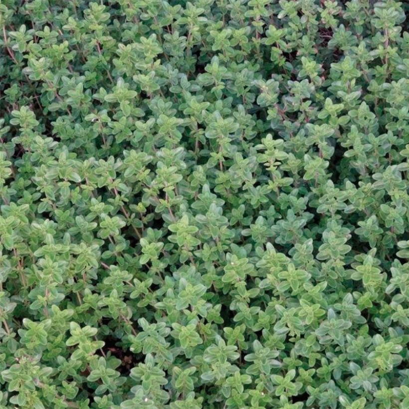 Thymus x citriodorus (piante) - Timo limone (Fogliame)