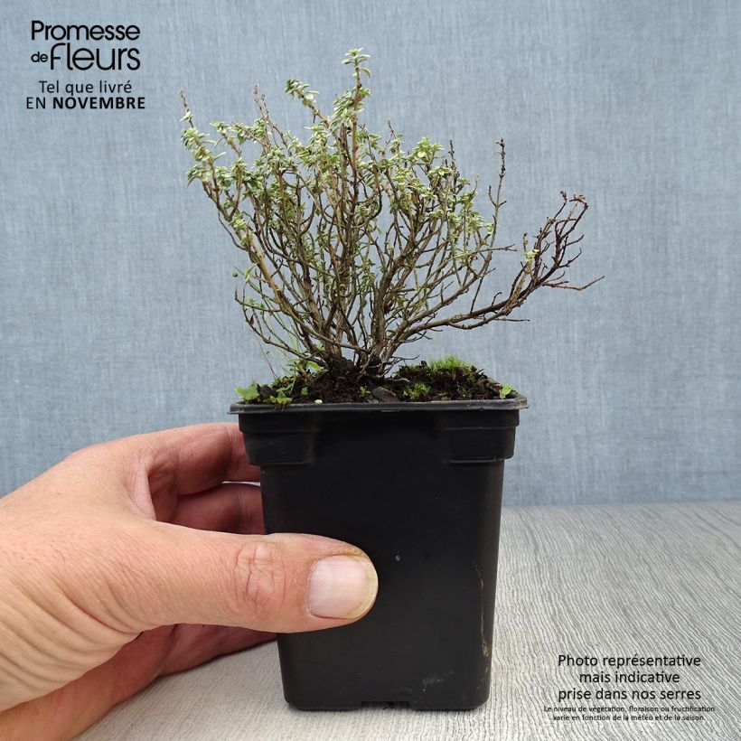 Esemplare di Thymus x citriodorus Silver Edge - Timo limone Vasetto da 7/8 cm come consegnato in autunno
