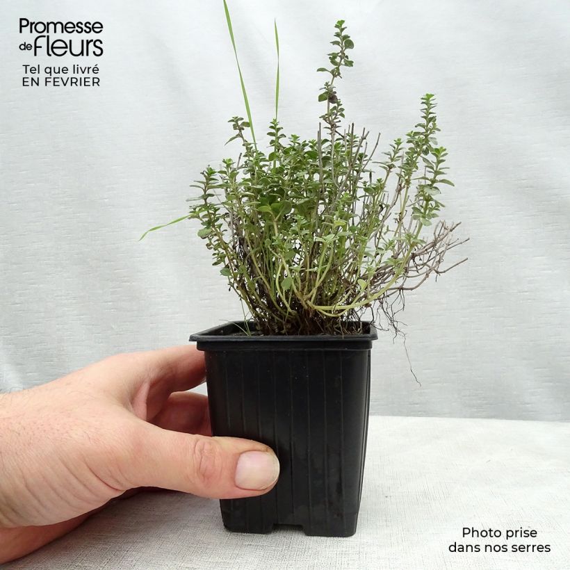 Thymus x citriodorus Silver Edge - Timo limone Vasetto da 7/8 cm esemplare consegnato in inverno