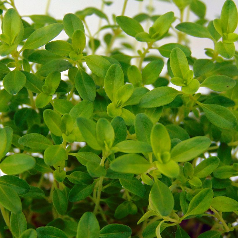 Thymus x citriodorus Aureus - Timo limone dorato (Fogliame)