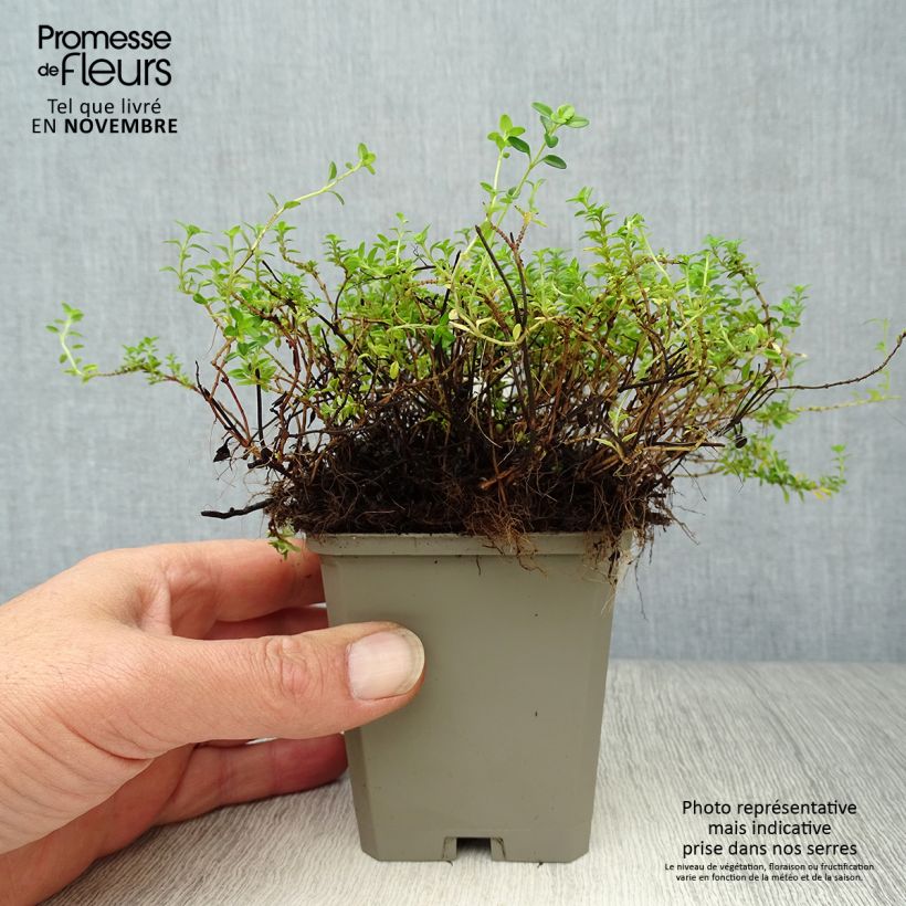 Esemplare di Thymus x citriodorus Aureus - Timo limone dorato Vasetto da 8/9 cm come consegnato in autunno
