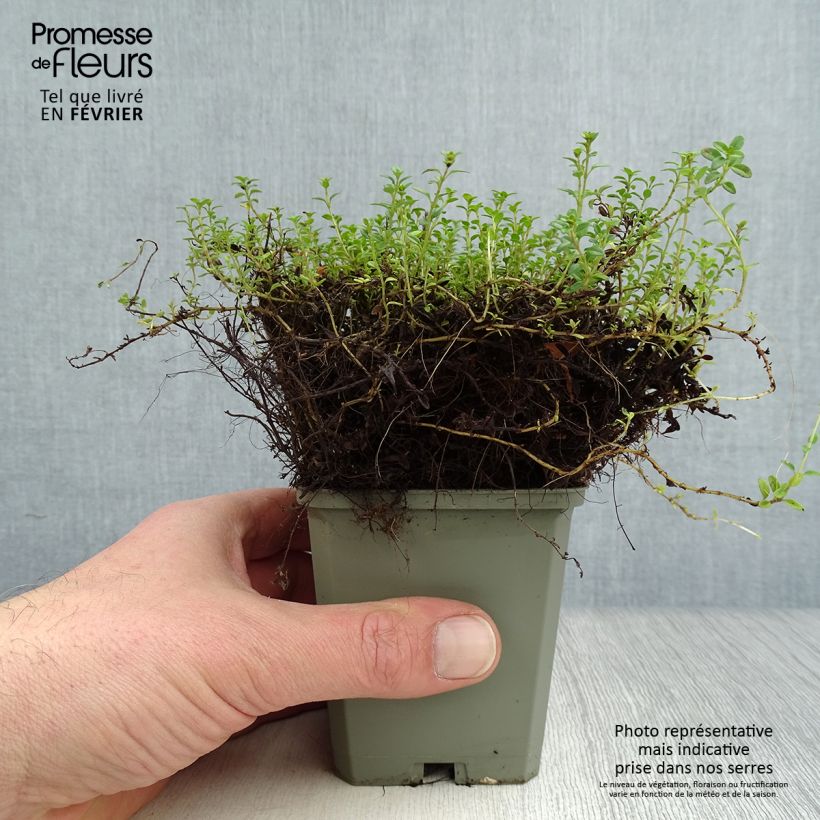 Thymus x citriodorus Aureus - Timo limone dorato Vasetto da 8/9 cm esemplare consegnato in inverno