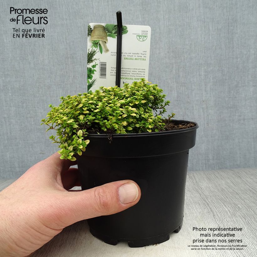 Thymus x citriodorus Aureus - Timo limone dorato Vaso da 1,5L/2L esemplare consegnato in inverno