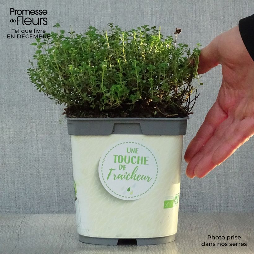 Thymus x citriodorus Bio - Timo limone Vaso da 2L/3L esemplare consegnato in inverno