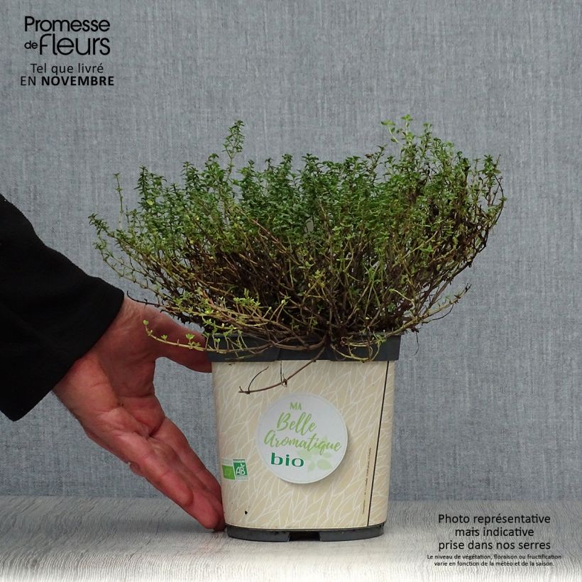 Esemplare di Thymus x citriodorus Bio - Timo limone Vaso da 2L/3L come consegnato in autunno