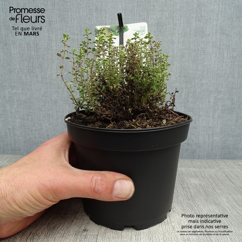 Thymus x citriodorus Silver Queen - Timo limone pennacchio Vaso da 1,5L/2L esemplare consegnato in primavera