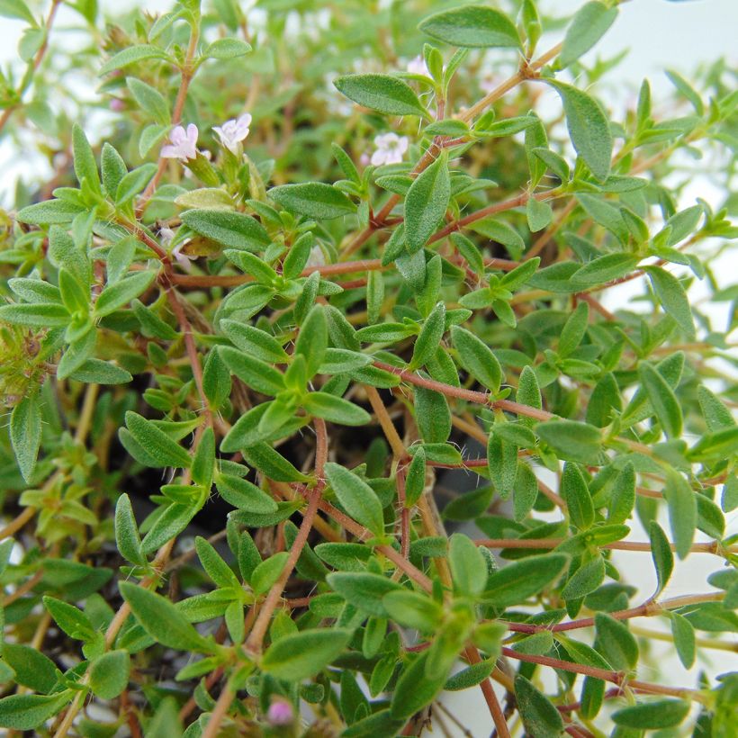 Thymus herba Barona - Timo (Fogliame)