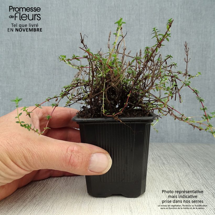 Esemplare di Thymus herba Barona - Timo Vasetto da 8/9 cm come consegnato in autunno