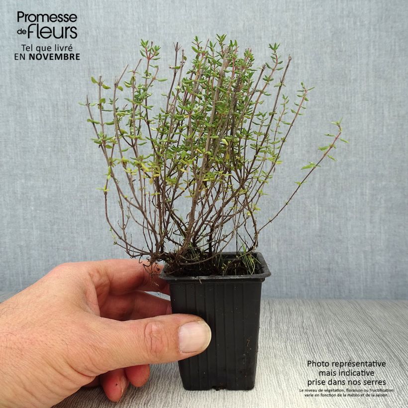 Esemplare di Thymus vulgaris - Timo Vasetto da 7/8 cm come consegnato in autunno