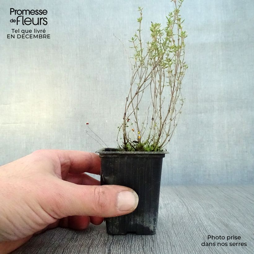 Thymus vulgaris - Timo Vasetto da 7/8 cm esemplare consegnato in inverno