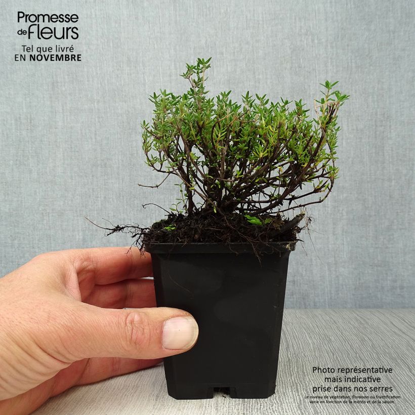 Esemplare di Thymus vulgaris Compactus - Timo compatto Vasetto da 8/9 cm come consegnato in autunno