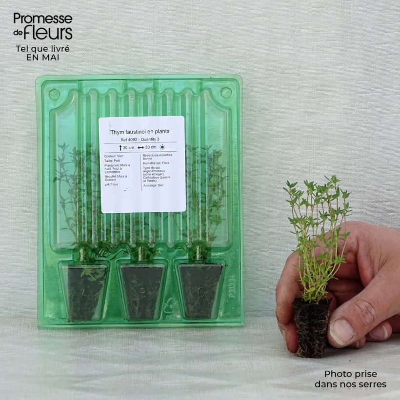 Thymus x faustinoi - Timo mini zolla... esemplare consegnato in primavera