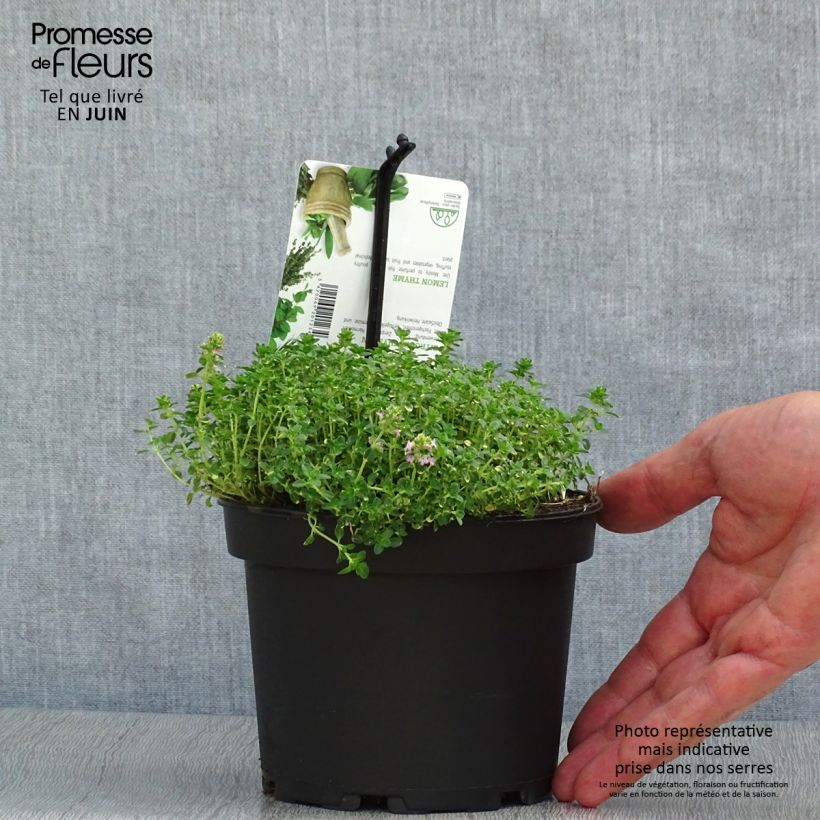 Esemplare di Thymus x citriodorus Doone Valley - Timo limone Vaso da 1L/1,5L consegnato in estate