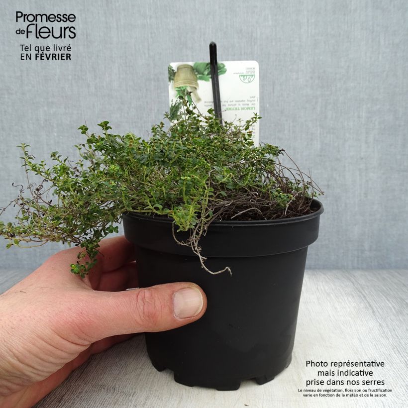 Thymus x citriodorus Doone Valley - Timo limone Vaso da 1L/1,5L esemplare consegnato in inverno