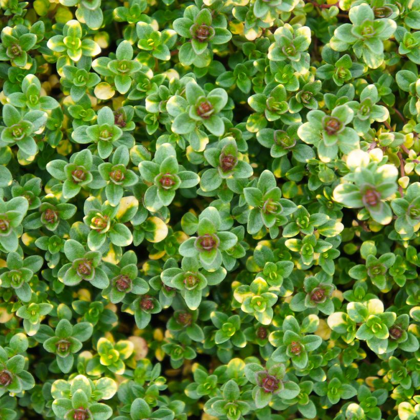 Thymus x citriodorus Doone Valley - Timo limone (Fogliame)