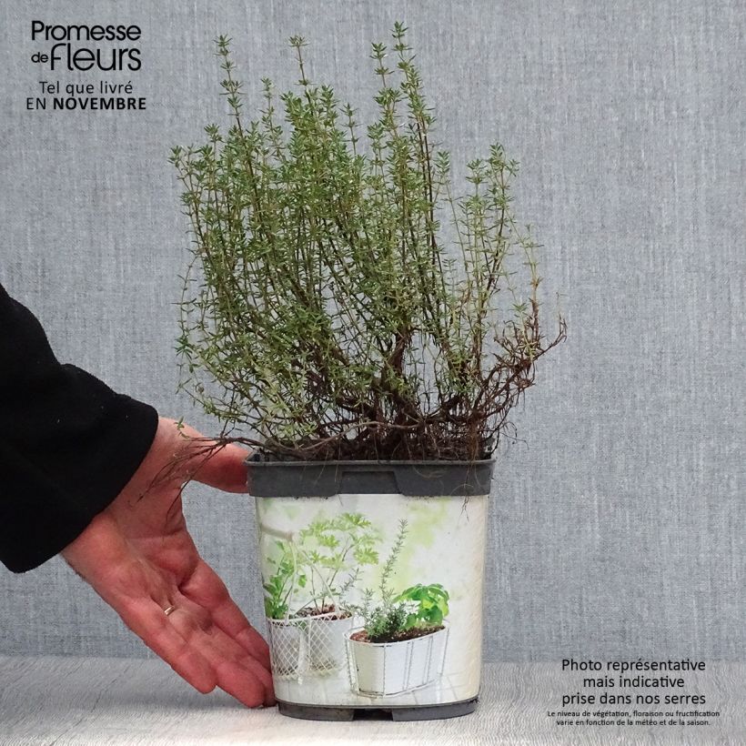 Esemplare di Thymus officinalis - Timo Vaso da 1L/1,5L come consegnato in autunno