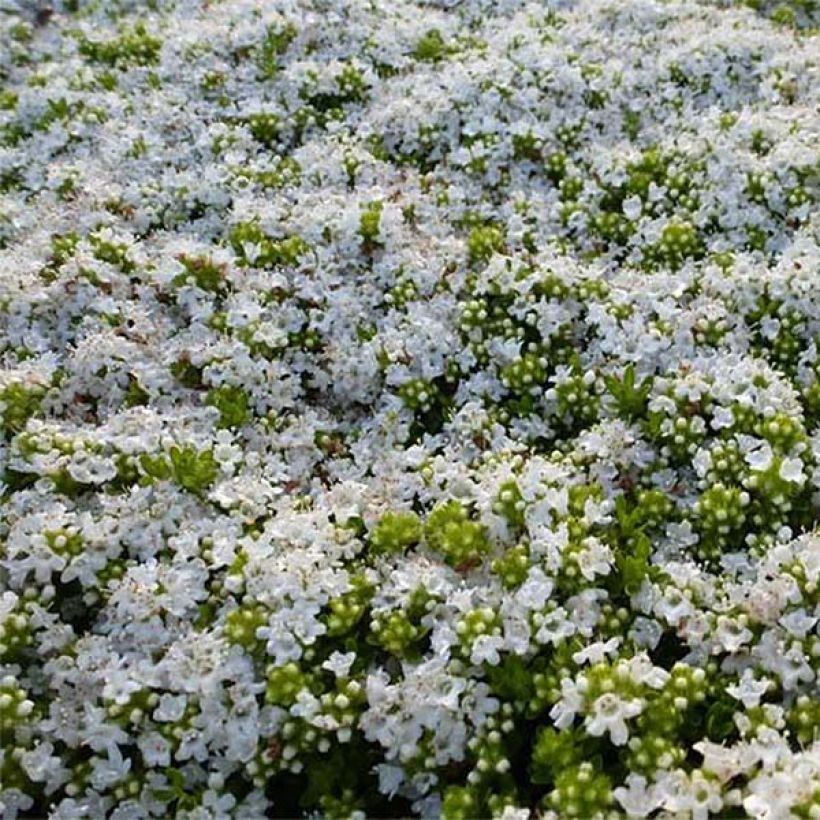Thymus praecox Albiflorus - Timo precoce (Fioritura)