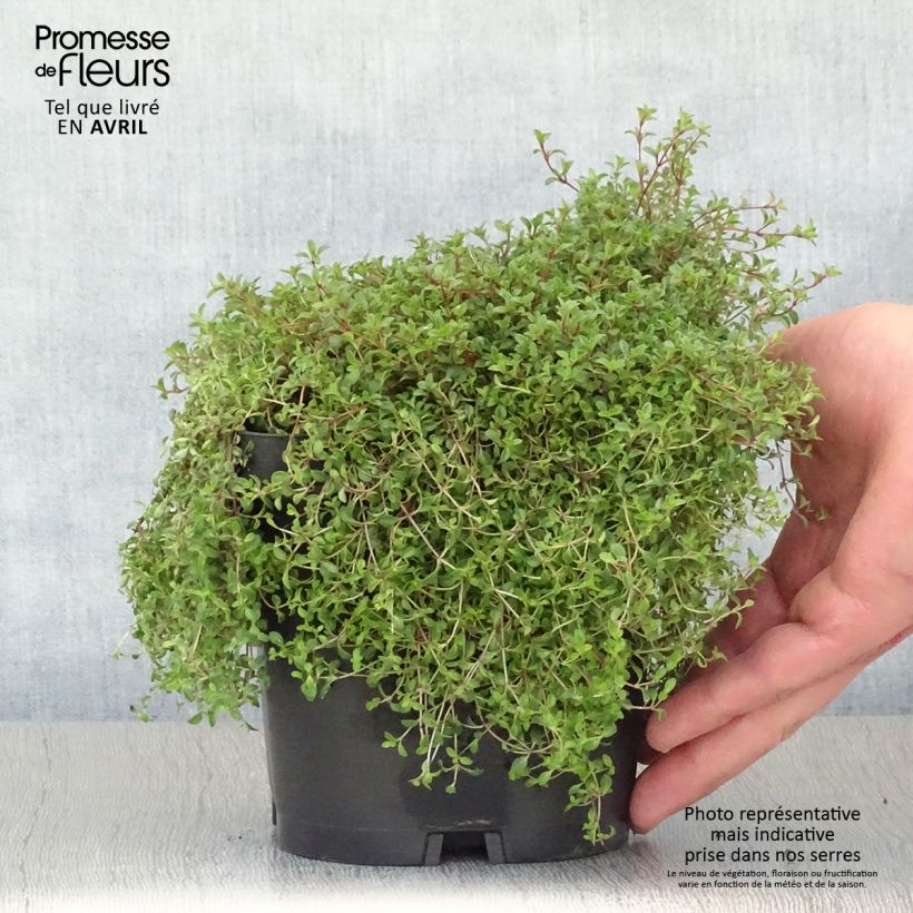 Thymus praecox Coccineus - Timo precoce Vaso da 2L/3L esemplare consegnato in primavera