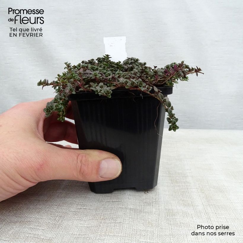 Thymus praecox Purple Beauty - Timo precoce Vasetto da 8/9 cm esemplare consegnato in inverno