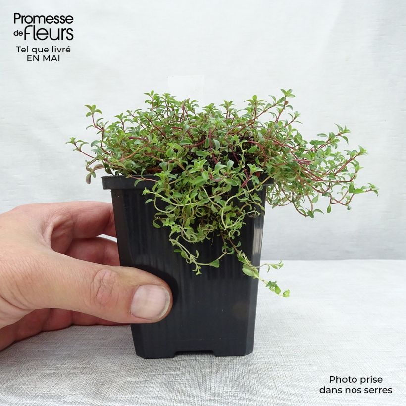 Thymus praecox Purple Beauty - Timo precoce Vasetto da 8/9 cm esemplare consegnato in primavera