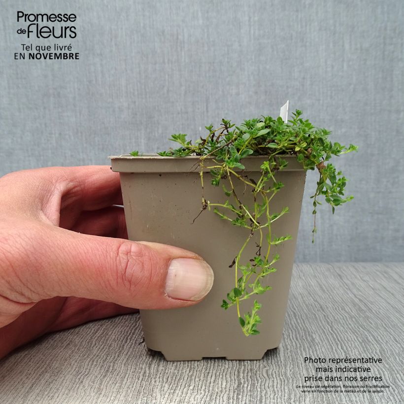 Esemplare di Thymus praecox Albiflorus - Timo precoce Vasetto da 8/9 cm come consegnato in autunno