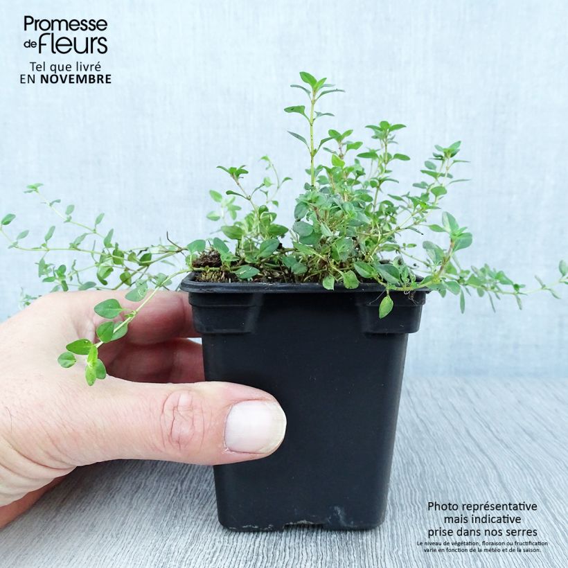Esemplare di Thymus serpyllum - Timo serpillo Vasetto da 7/8 cm come consegnato in autunno
