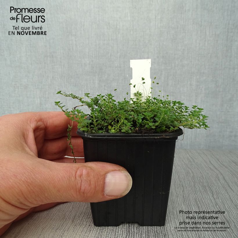 Esemplare di Thymus hirsutus - Timo Vasetto da 8/9 cm come consegnato in autunno