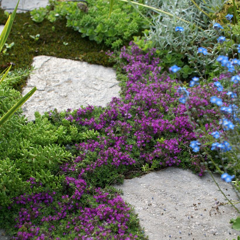Thymus praecox Bressingham - Timo precoce (Porto)