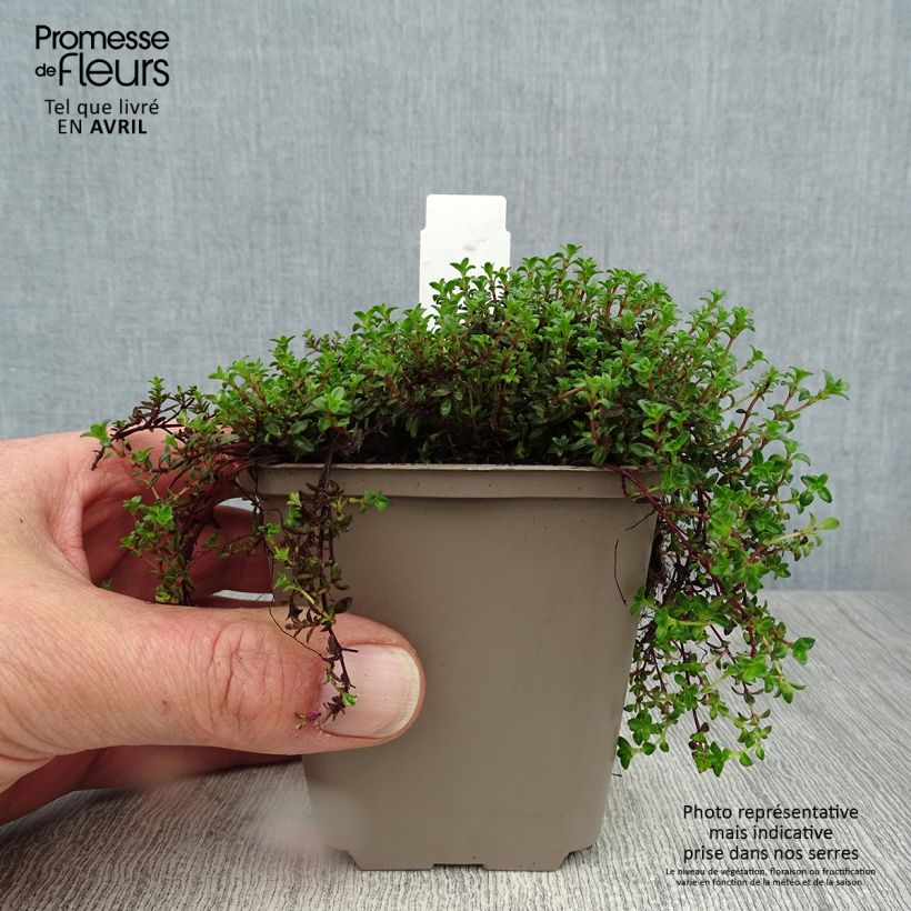 Thymus praecox Red Carpet - Timo precoce Vasetto da 8/9 cm esemplare consegnato in primavera