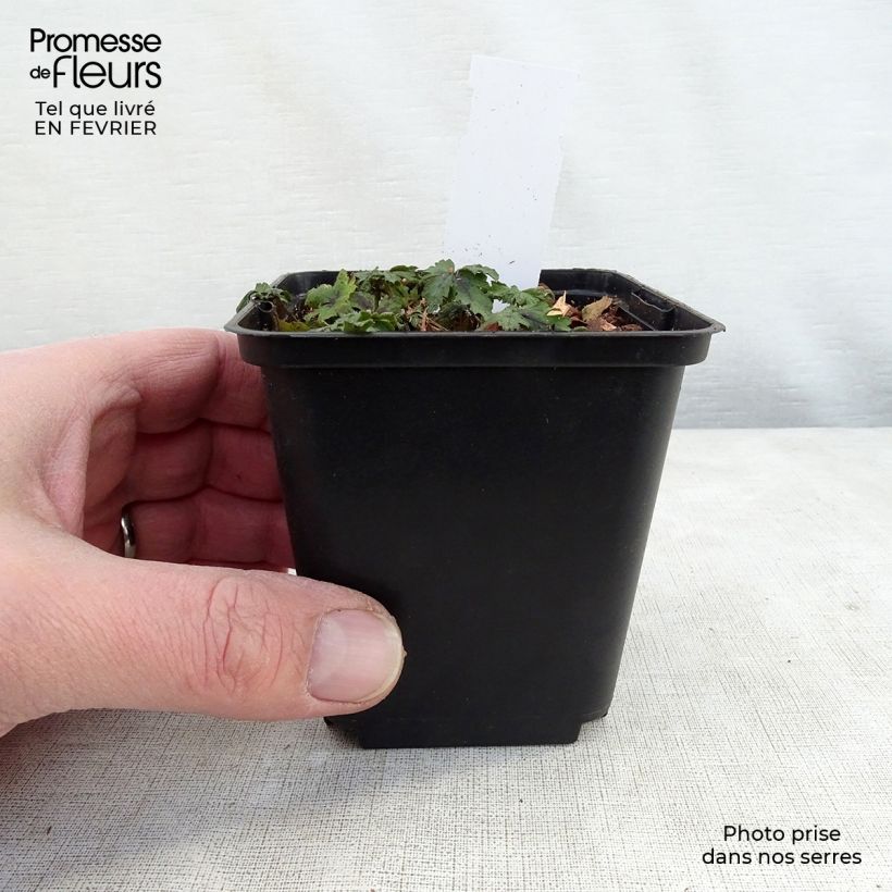 Tiarella Angel Wings Vasetto da 8/9 cm esemplare consegnato in inverno