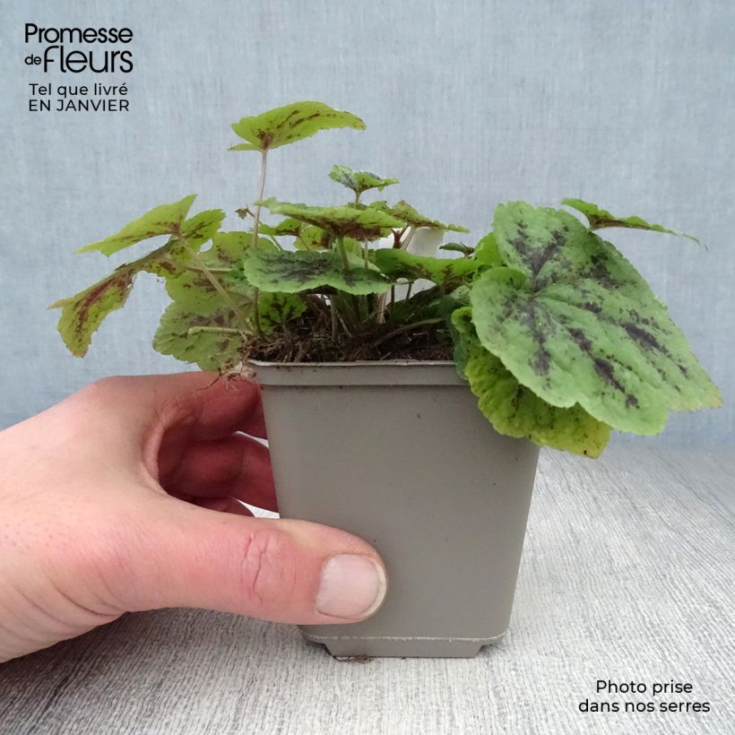 Tiarella cordifolia Appalachian Trail Vasetto da 8/9 cm esemplare consegnato in inverno