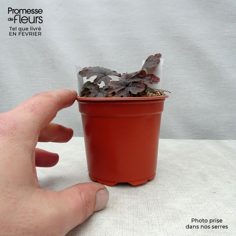 Tiarella Pink Skyrocket Vasetto da 8/9 cm esemplare consegnato in inverno