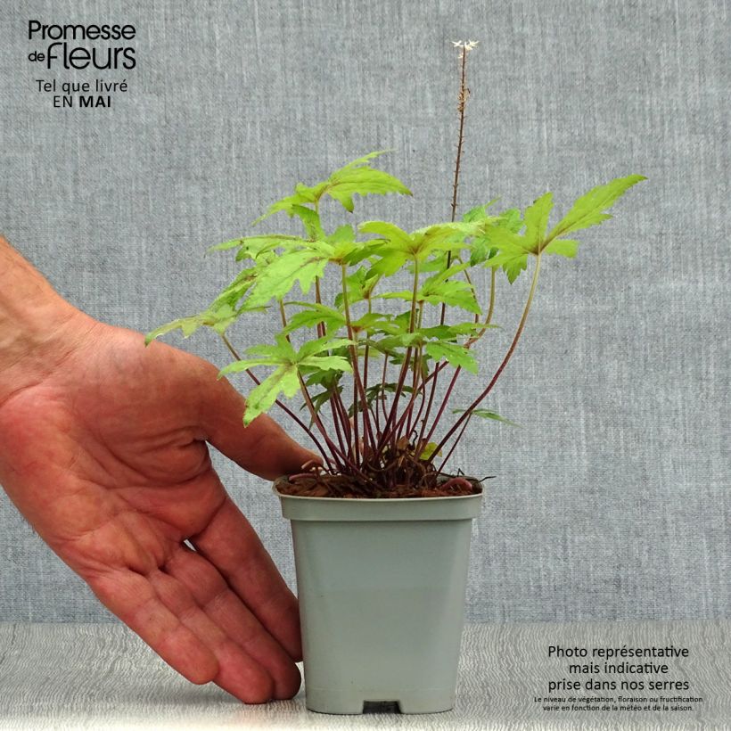 Tiarella Pink Skyrocket Vasetto da 8/9 cm esemplare consegnato in primavera