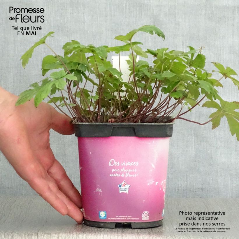 Tiarella Pink Skyrocket Vaso da 2L/3L esemplare consegnato in primavera