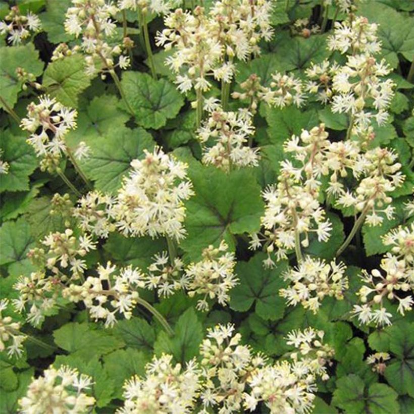 Tiarella cordifolia Brandywine (Fogliame)