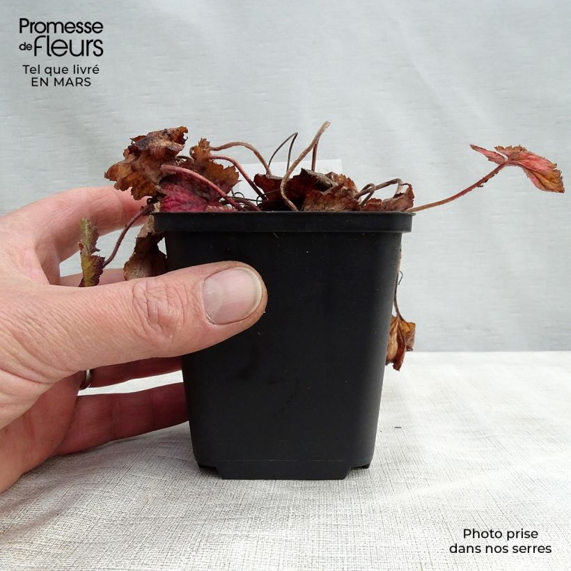 Tiarella cordifolia Brandywine Vasetto da 8/9 cm esemplare consegnato in primavera