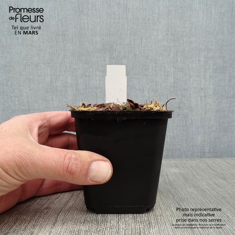 Tiarella cordifolia Brandywine Vasetto da 8/9 cm esemplare consegnato in inverno