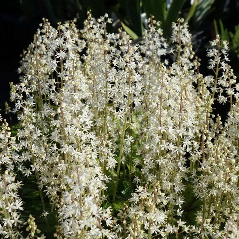 Tiarella cordifolia Brandywine (Fioritura)