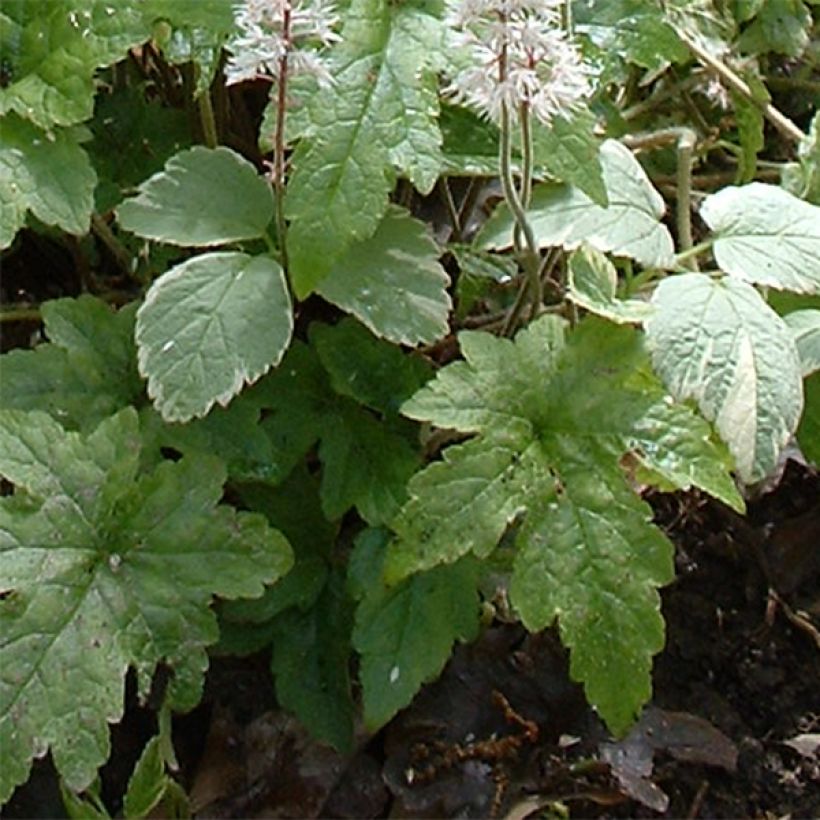 Tiarella cordifolia Pink Brushes (Fogliame)