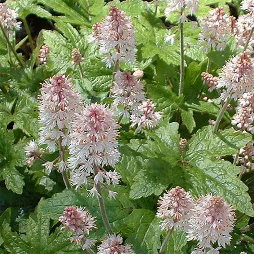 Tiarella cordifolia Pink Brushes (Fioritura)