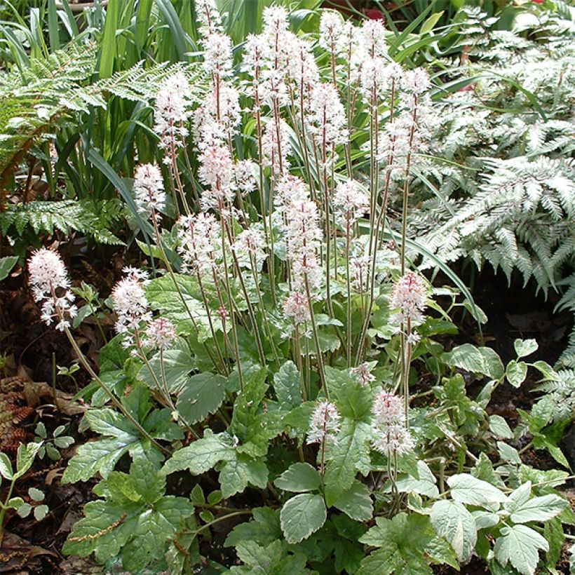 Tiarella cordifolia Pink Brushes (Porto)