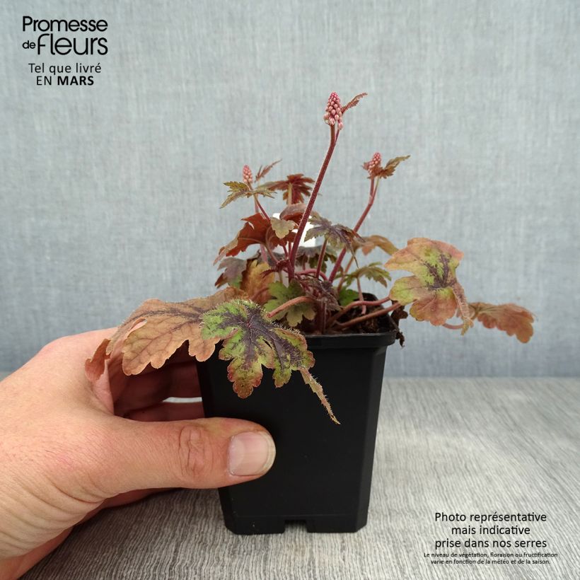 Tiarella Sugar and Spice Vasetto da 8/9 cm esemplare consegnato in primavera