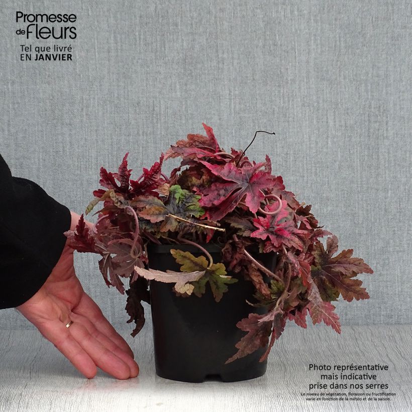 Tiarella Sugar and Spice Vaso da 2L/3L esemplare consegnato in inverno