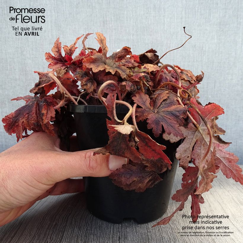 Tiarella Sugar and Spice Vaso da 2L/3L esemplare consegnato in primavera