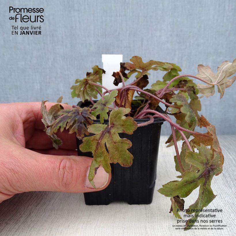 Tiarella Morning Star Vasetto da 8/9 cm esemplare consegnato in inverno