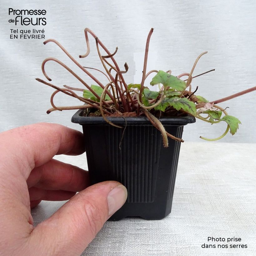 Tiarella Tiger Stripe Vasetto da 8/9 cm esemplare consegnato in inverno