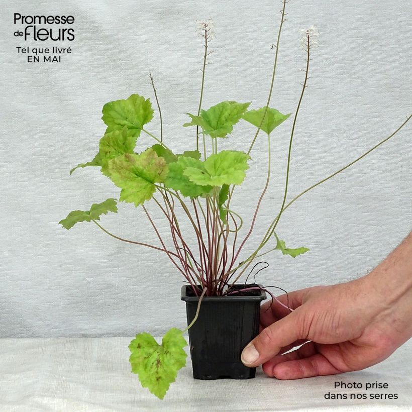 Tiarella Tiger Stripe Vasetto da 8/9 cm esemplare consegnato in primavera