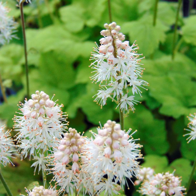Tiarella cordifolia Moorgrun (Fioritura)