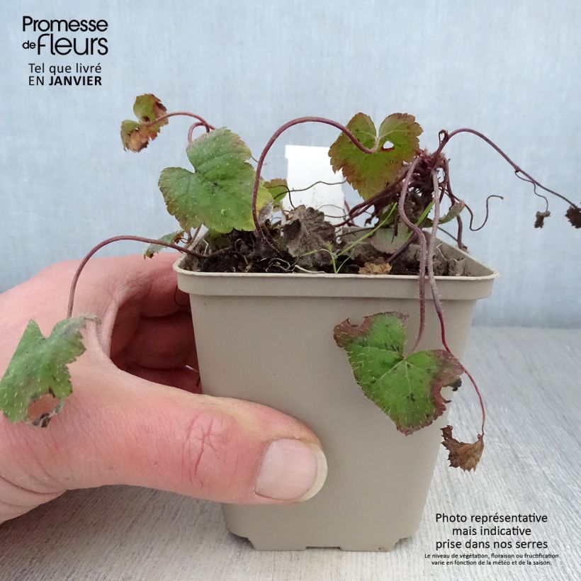 Tiarella&#x20;cordifolia&#x20;Moorgrun&#x20;Vasetto&#x20;da&#x20;8&#x2F;9&#x20;cm&#x20;esemplare&#x20;consegnato&#x20;in&#x20;inverno