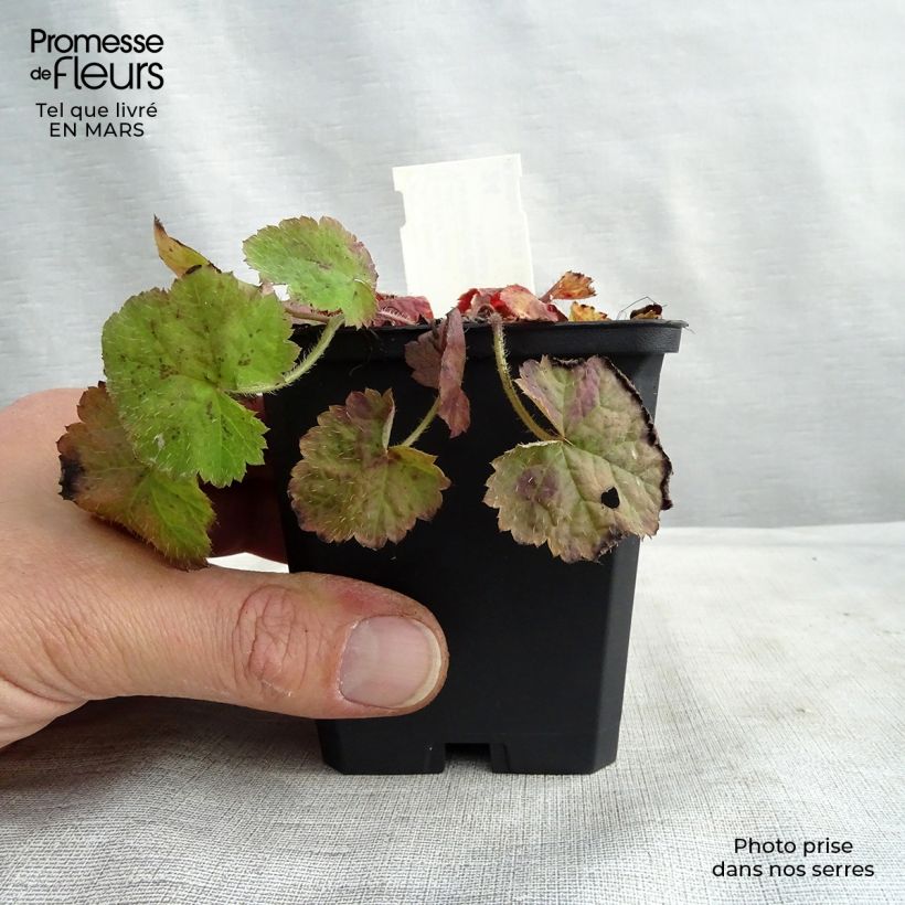 Tiarella cordifolia Vasetto da 8/9 cm esemplare consegnato in primavera